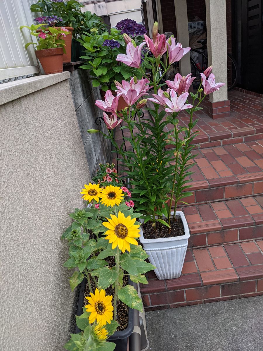 今朝の花🌻