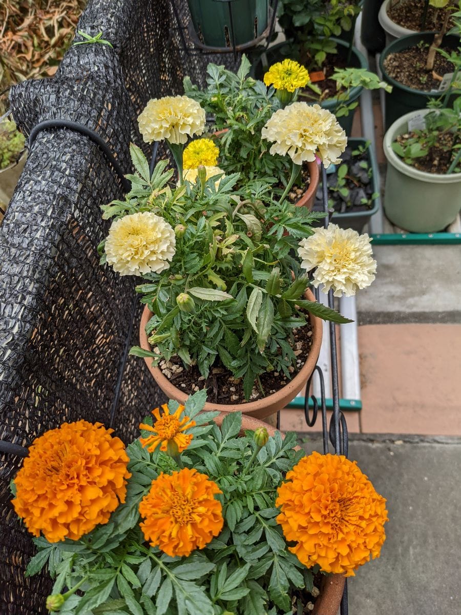 今朝の花🌻