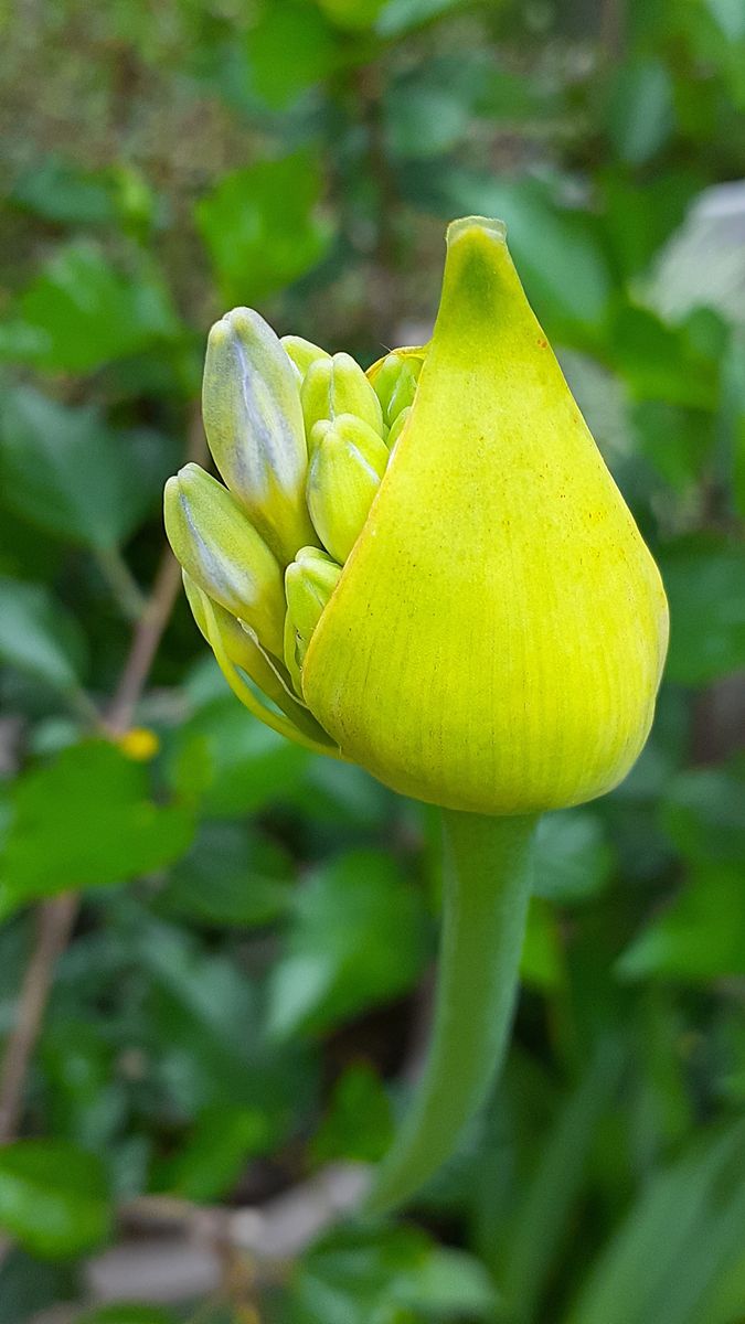 ふくおかルーバルガーデン5～梅雨時💧🌿🍀の庭たより…アガパンサスたった一本の花🌸開花～💕