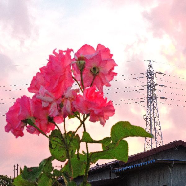 散歩道の花