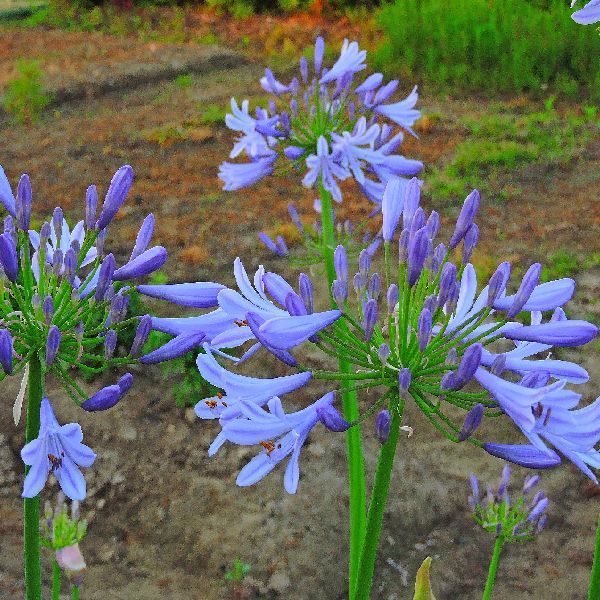 散歩道の花