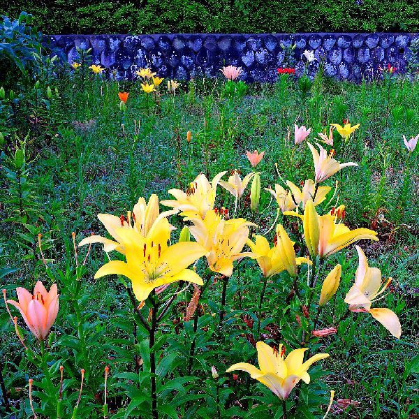 散歩道の花