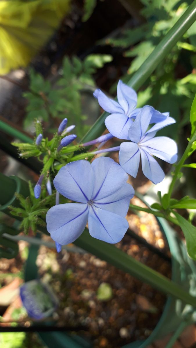 ムーランルージュが開花