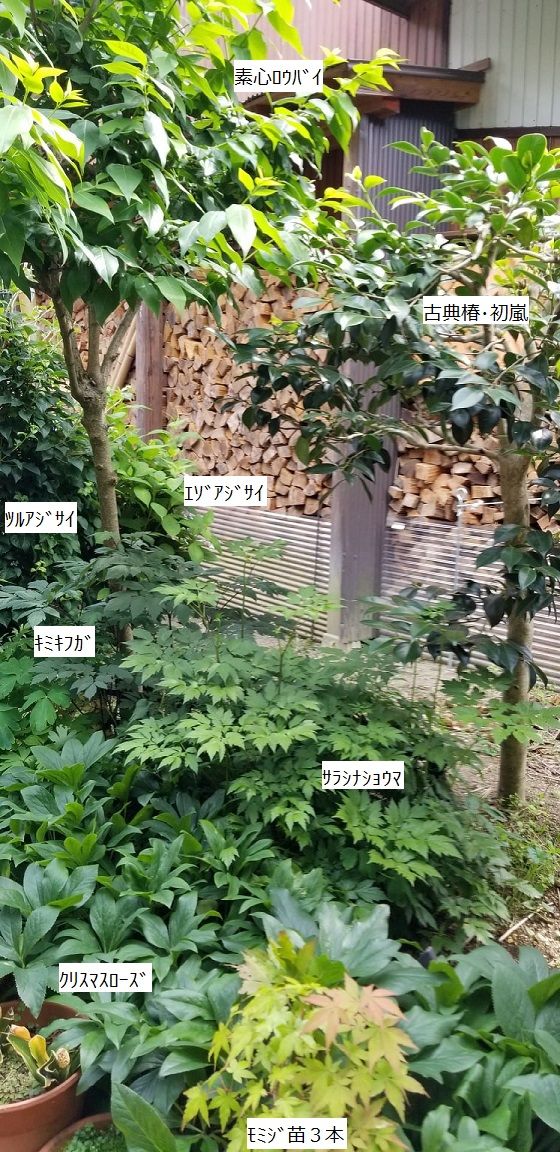 仲間のようで科が違う～写真入れ替え！