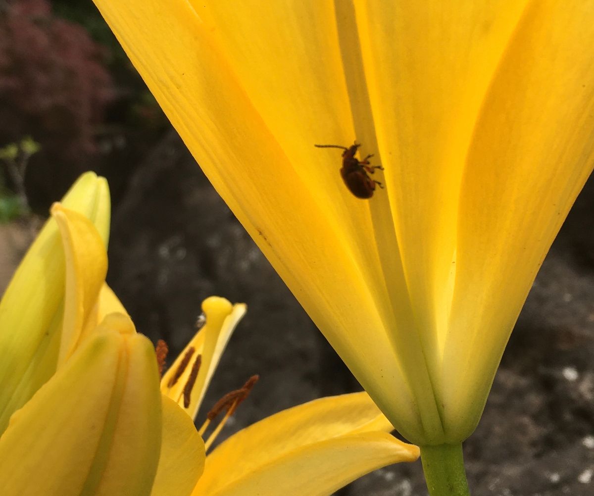 雑草じゃないよ（③は虫）