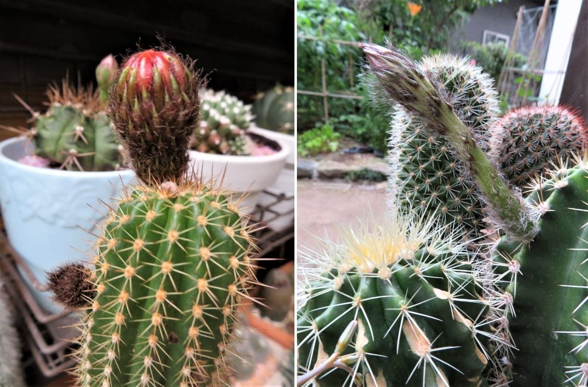 🌵サボテンの蕾みが色々🌵