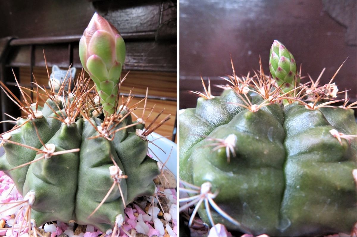 🌵サボテンの蕾みが色々🌵