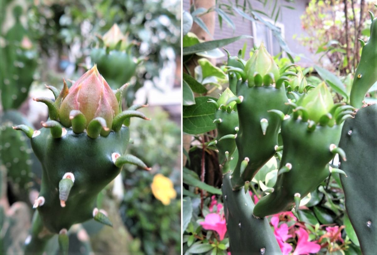 🌵サボテンの蕾みが色々🌵