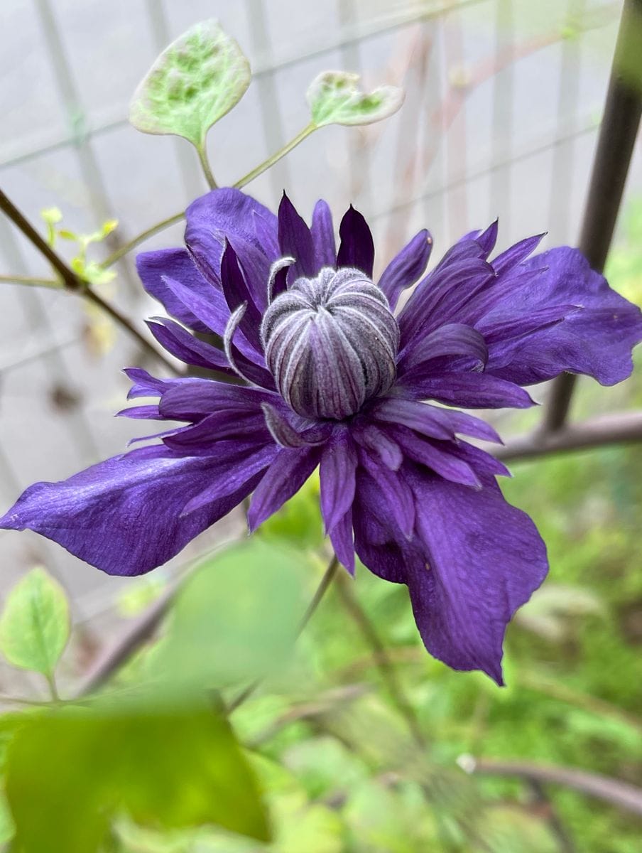 今日の花遊び😊💠