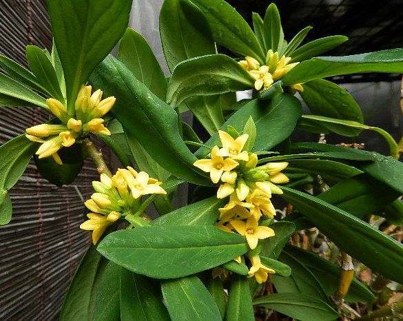 今年の初花