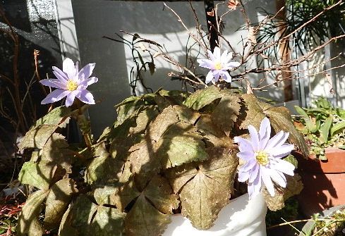 今年の初花