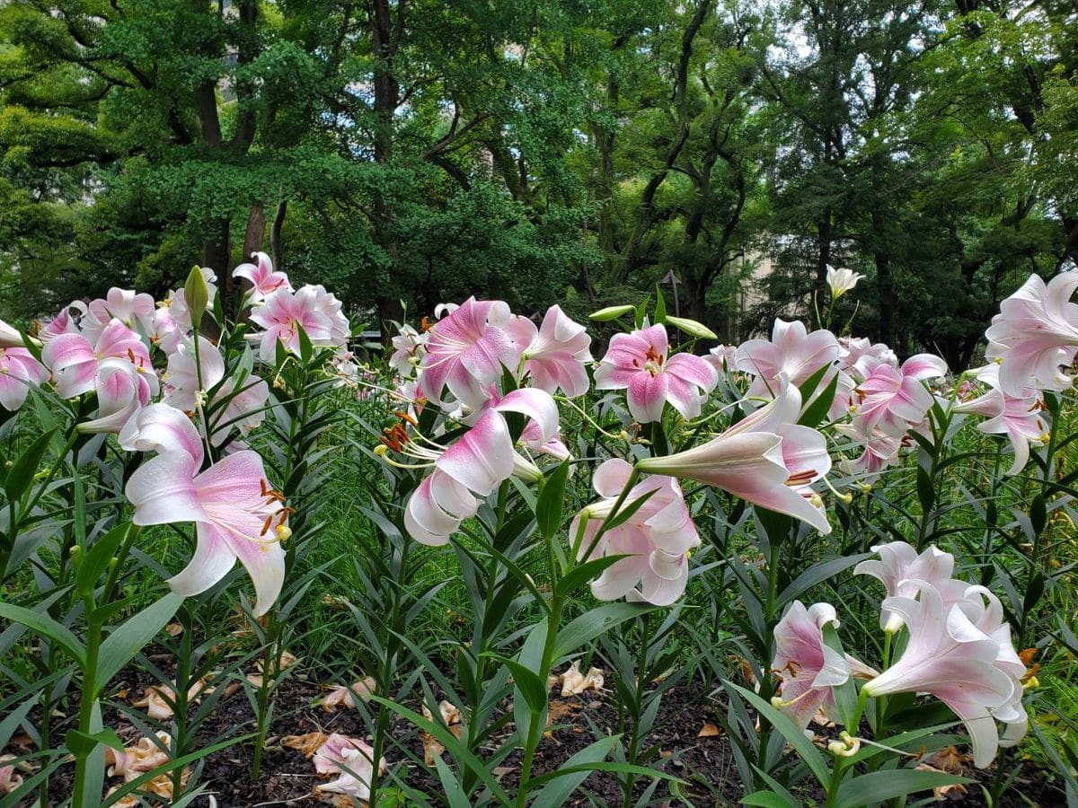 🔷日比谷公園の百合の花🔷