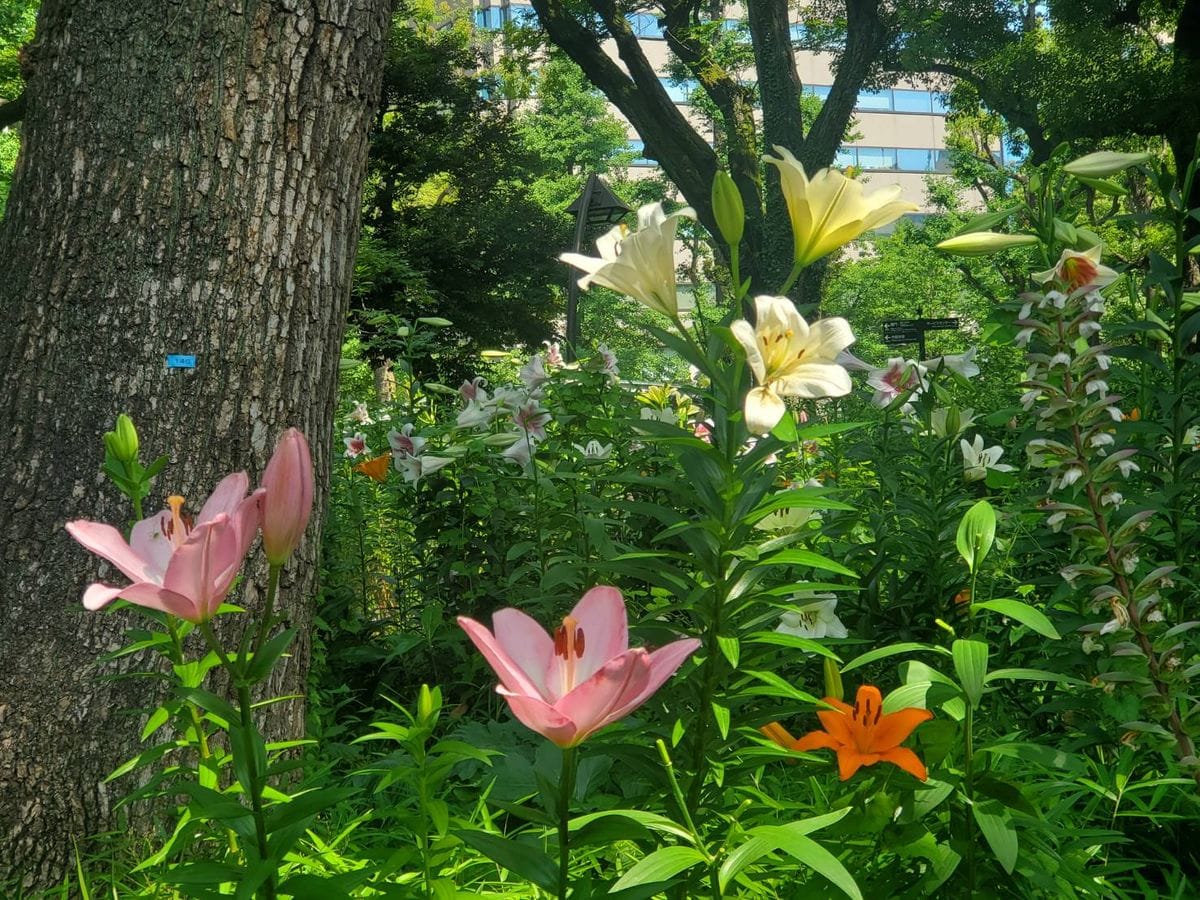 🔷日比谷公園の百合の花🔷