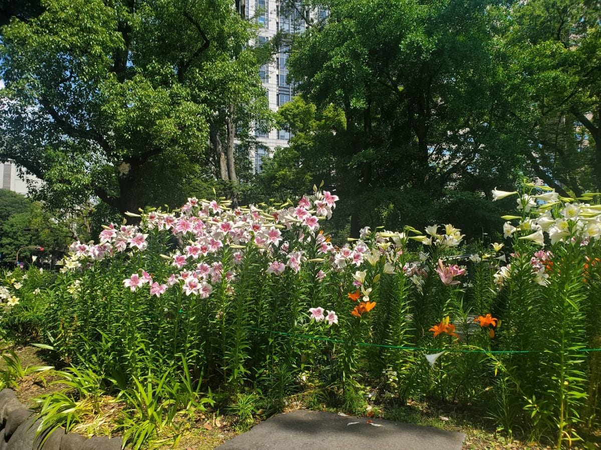 🔷日比谷公園の百合の花🔷