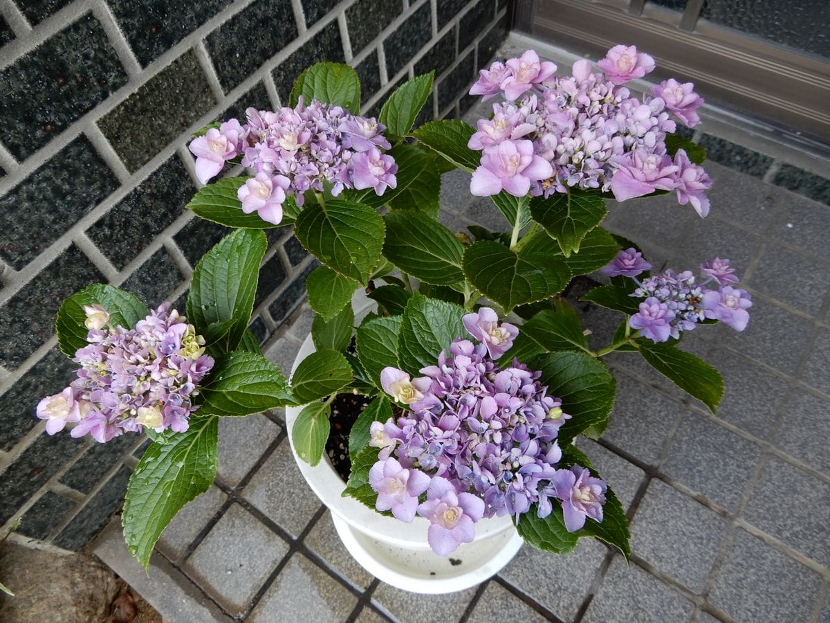 挿し木の紫陽花です。