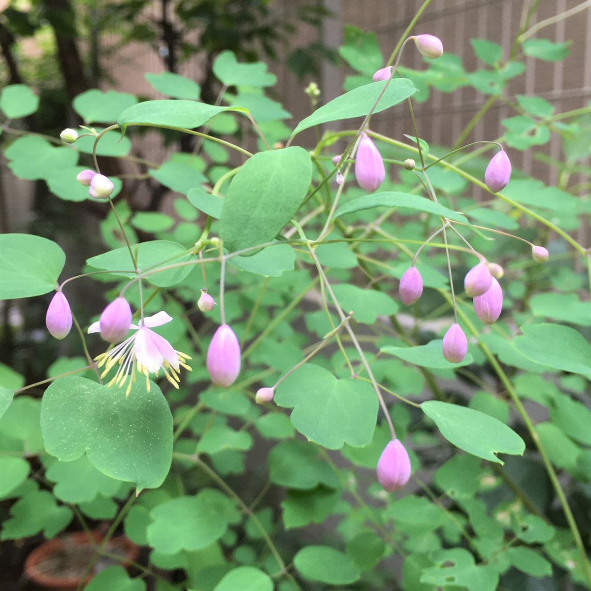 庭の山野草・夏に向けて