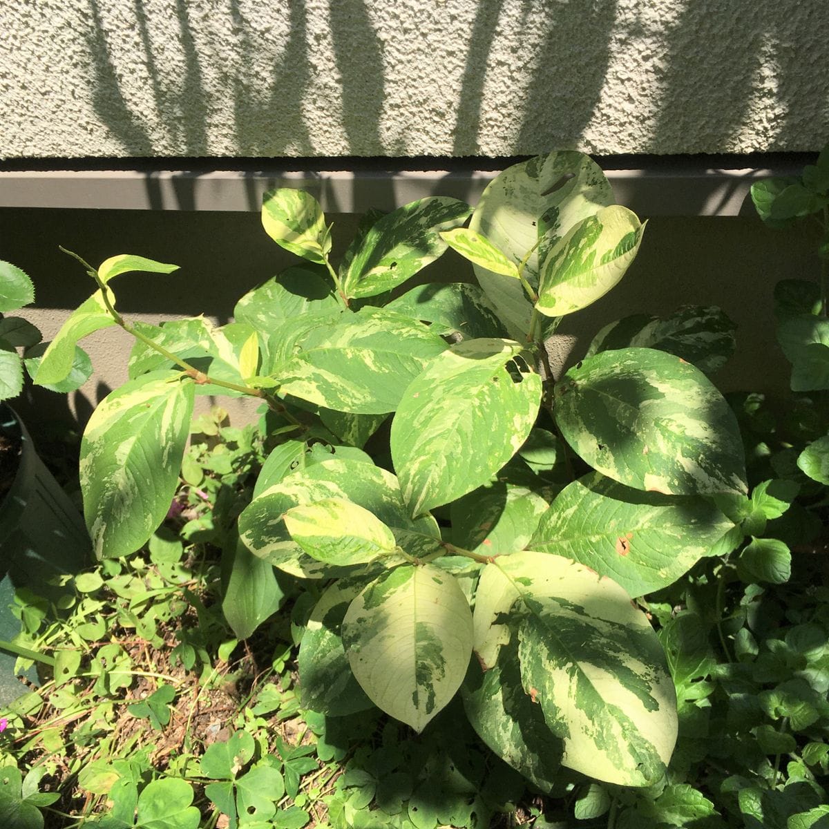 庭の山野草・夏に向けて