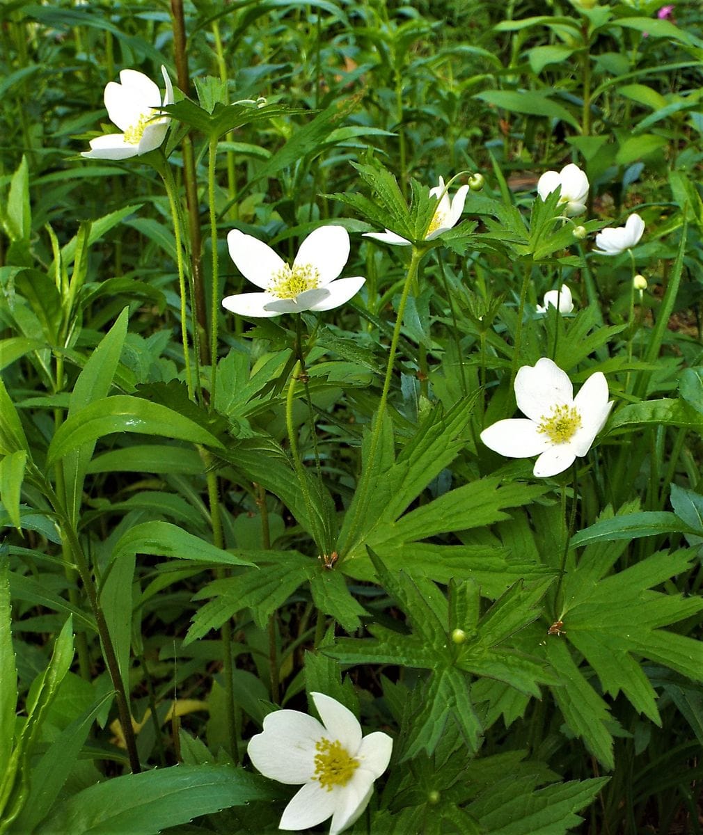 クレマチス　イチゲ　カキツバタ