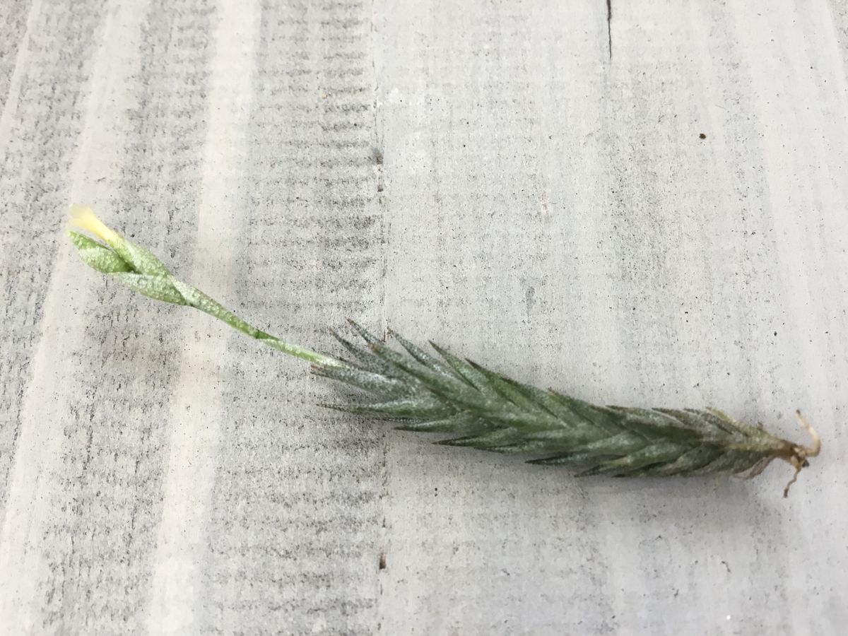 Tillandsia pedicellata　チランジア　ペディセラータ　開花