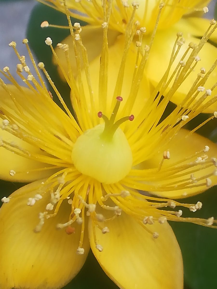 ヒペリカム💛ｼﾞｭｴﾘｰｼﾘｰｽﾞ💛開花終了