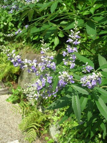 爽やか花木