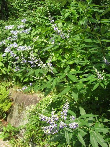 爽やか花木