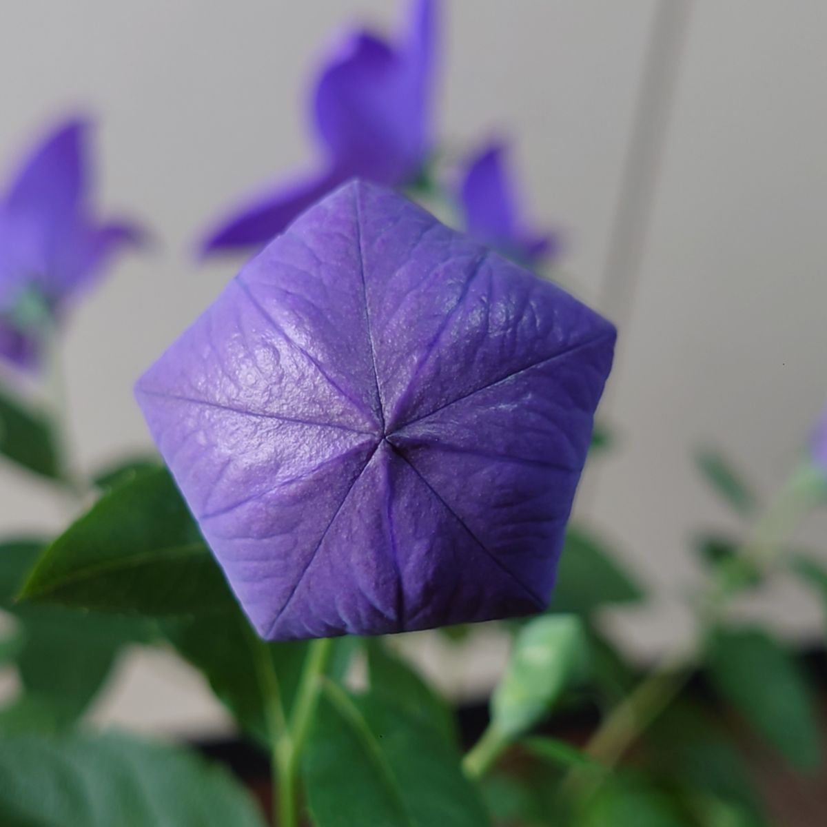 今日こそ❗️桔梗の開花の瞬間👁