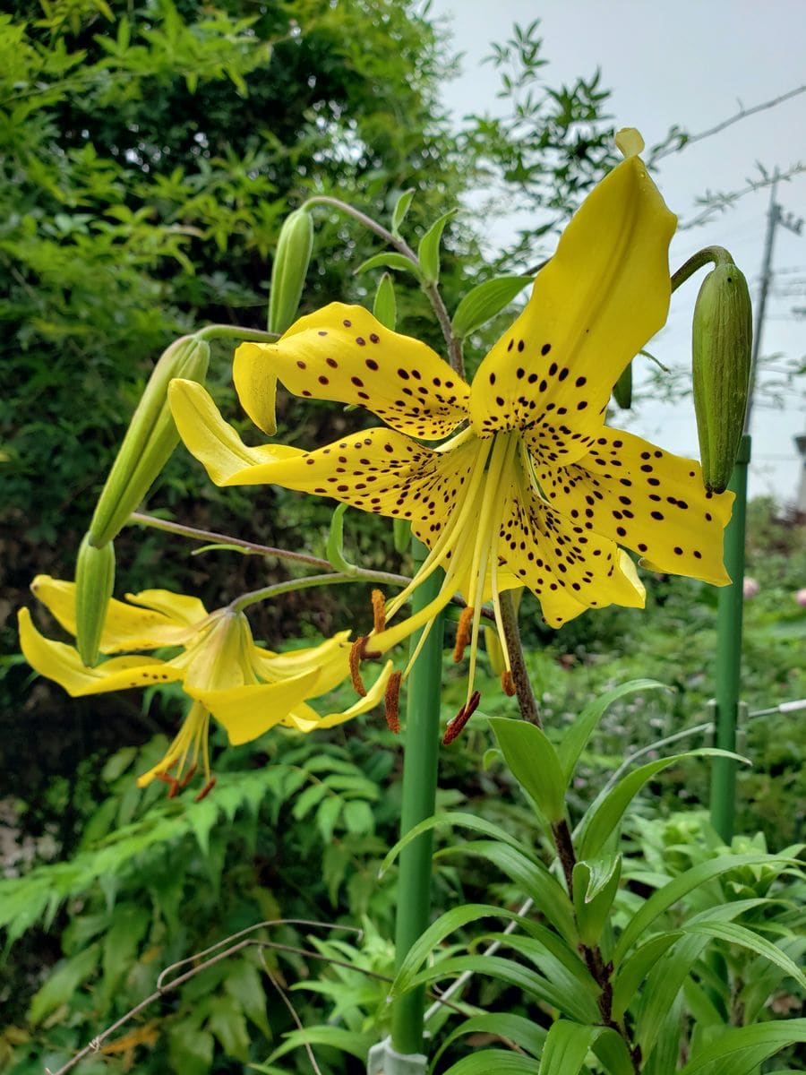 花が咲いてきた50