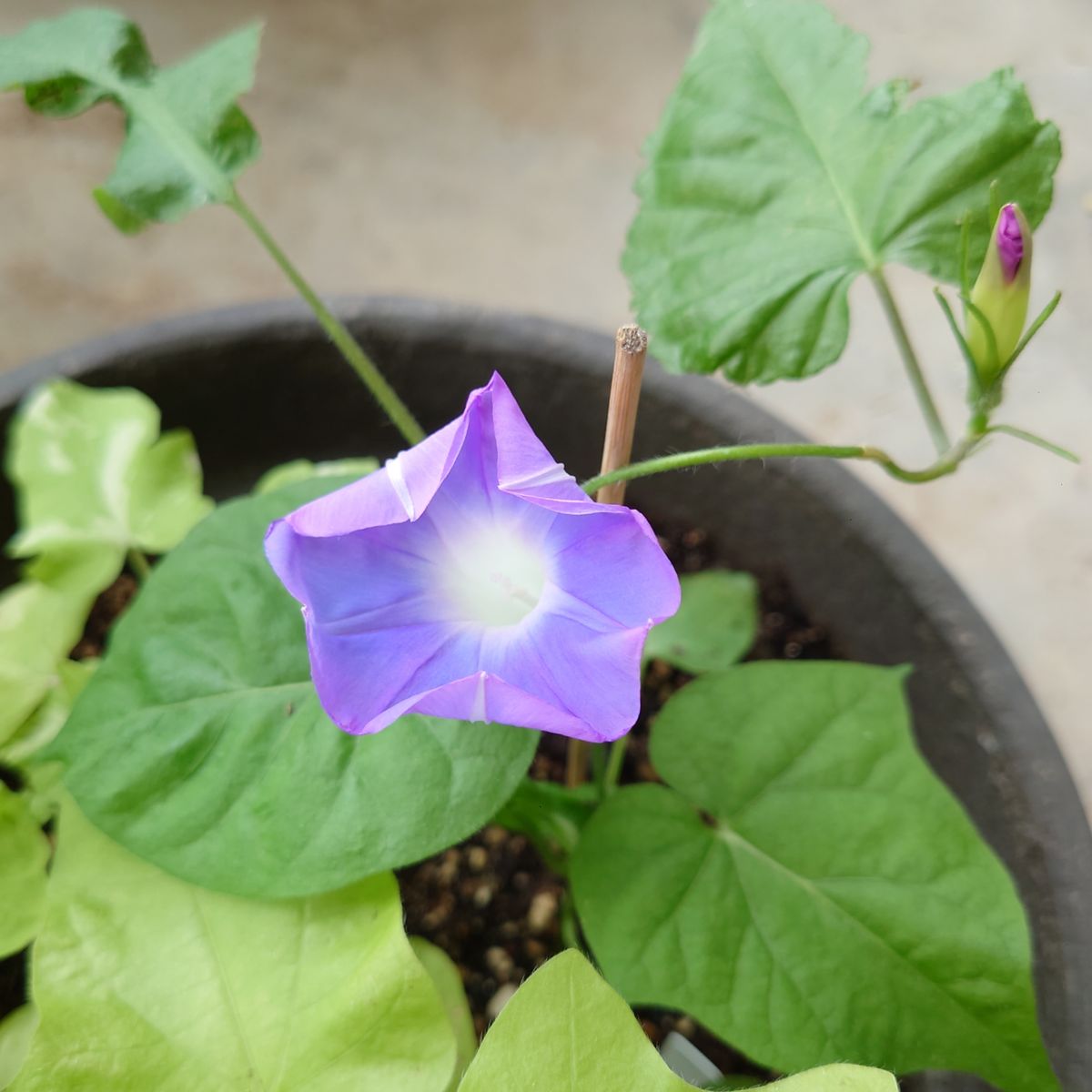 今年の朝顔の開花1番は・・