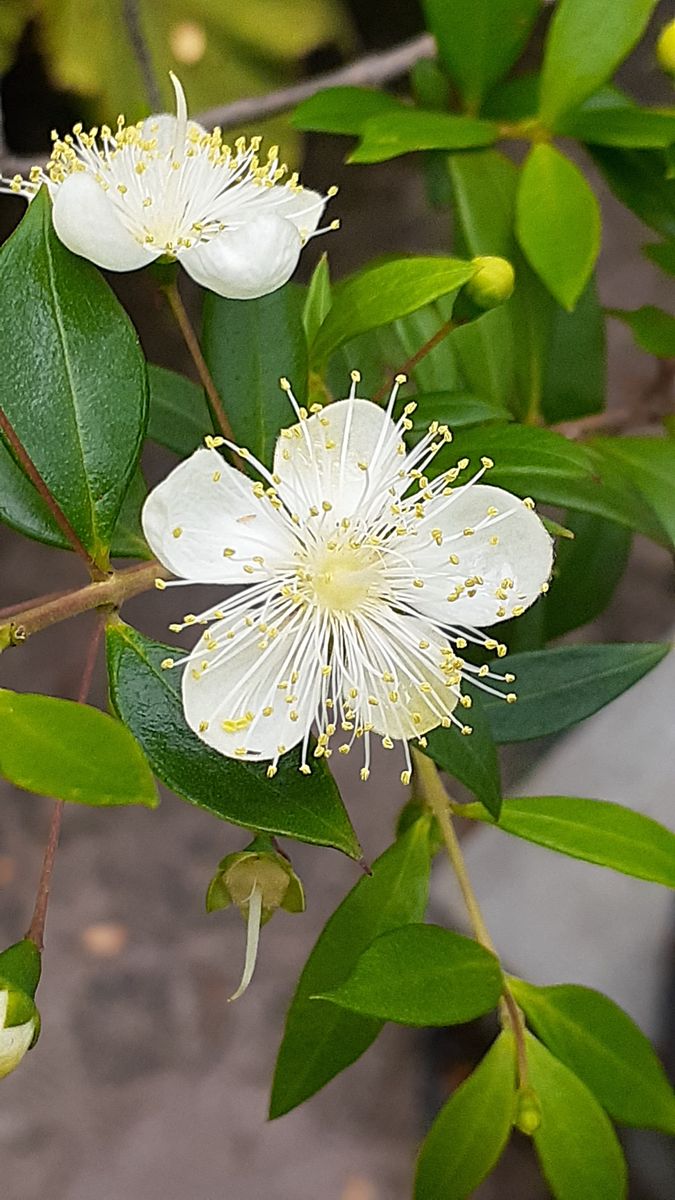 ふくおかルーバルガーデン5～梅雨時💧🌿🍀の庭たより…銀梅花🌸可哀想な雨の日の開花～💕