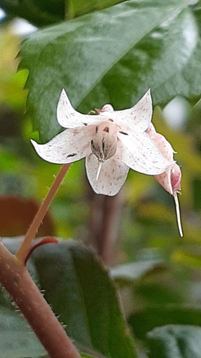 ふくおかルーバルガーデン5～梅雨時💧🌿🍀の庭たより…銀梅花🌸可哀想な雨の日の開花～💕