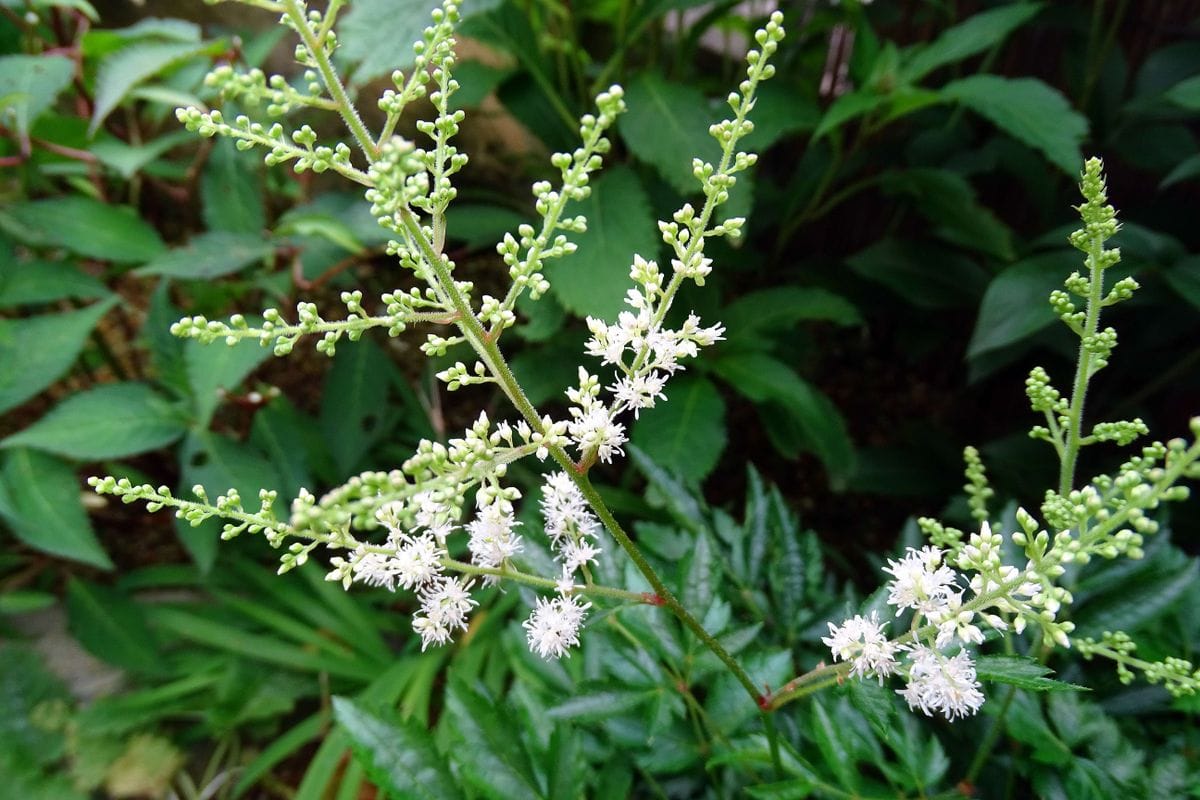 置かれた場所で、咲く花々