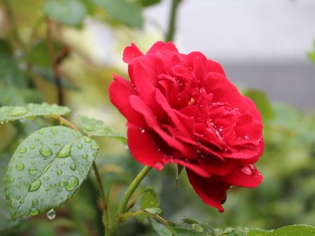 雨に濡れるバラ