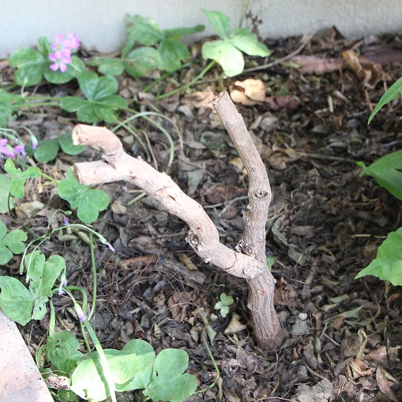 地植えポインセチア、終了です