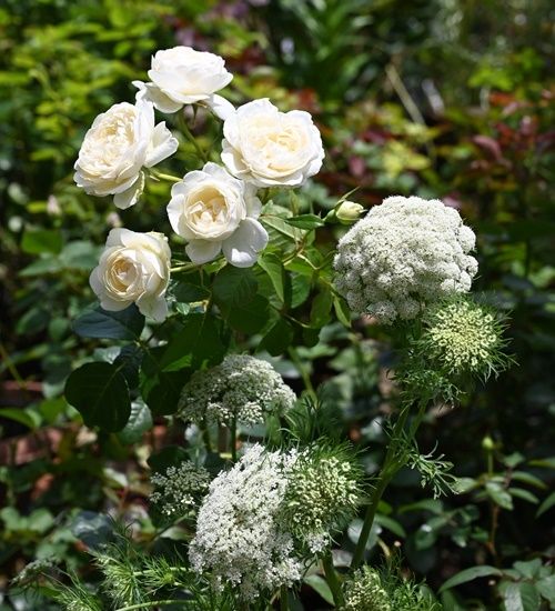 トリニティと咲いている花たち。