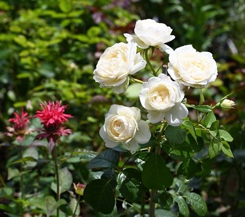 トリニティと咲いている花たち。