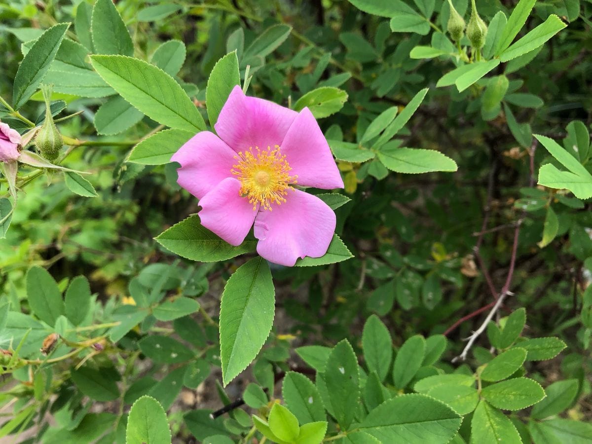 オオタカネバラが咲いた