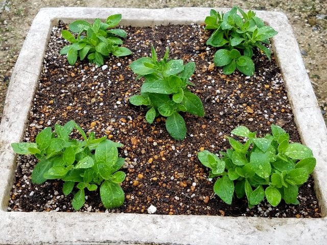 ペチュニア挿し芽苗の定植