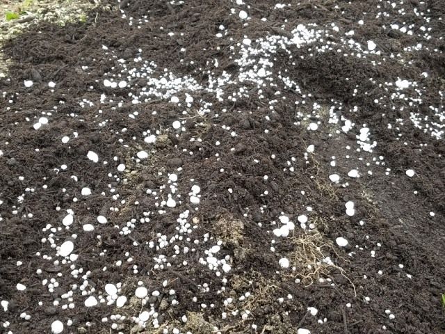 切り花用菊の挿し芽苗の定植①