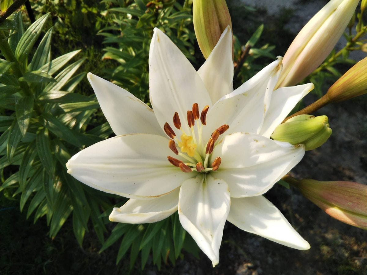 ハイビスカス　今年の初花