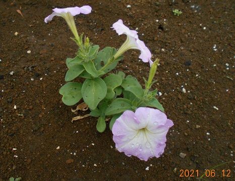 今日の「ペチュニア」