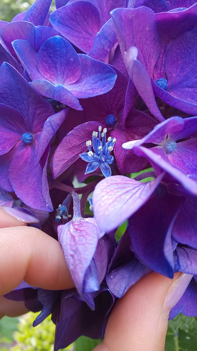 花を見つけました❗️