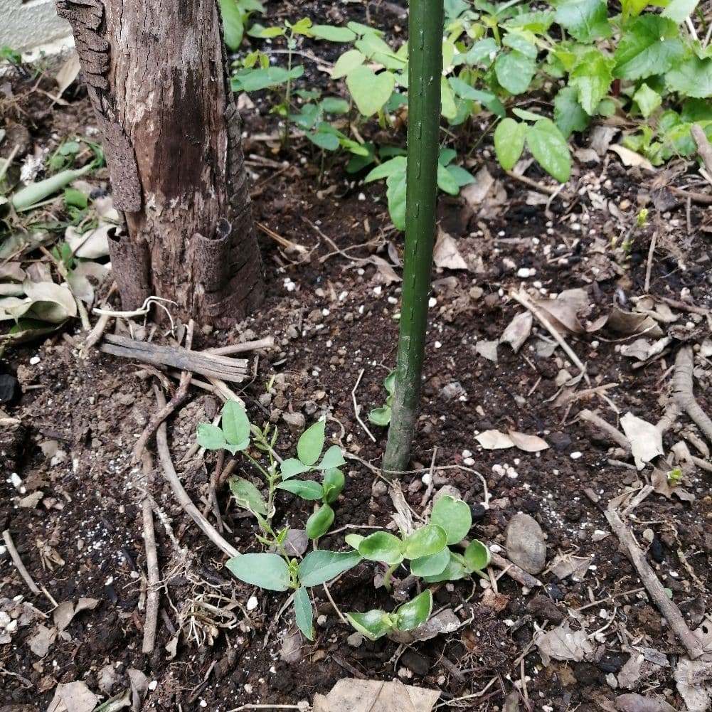 つる植物