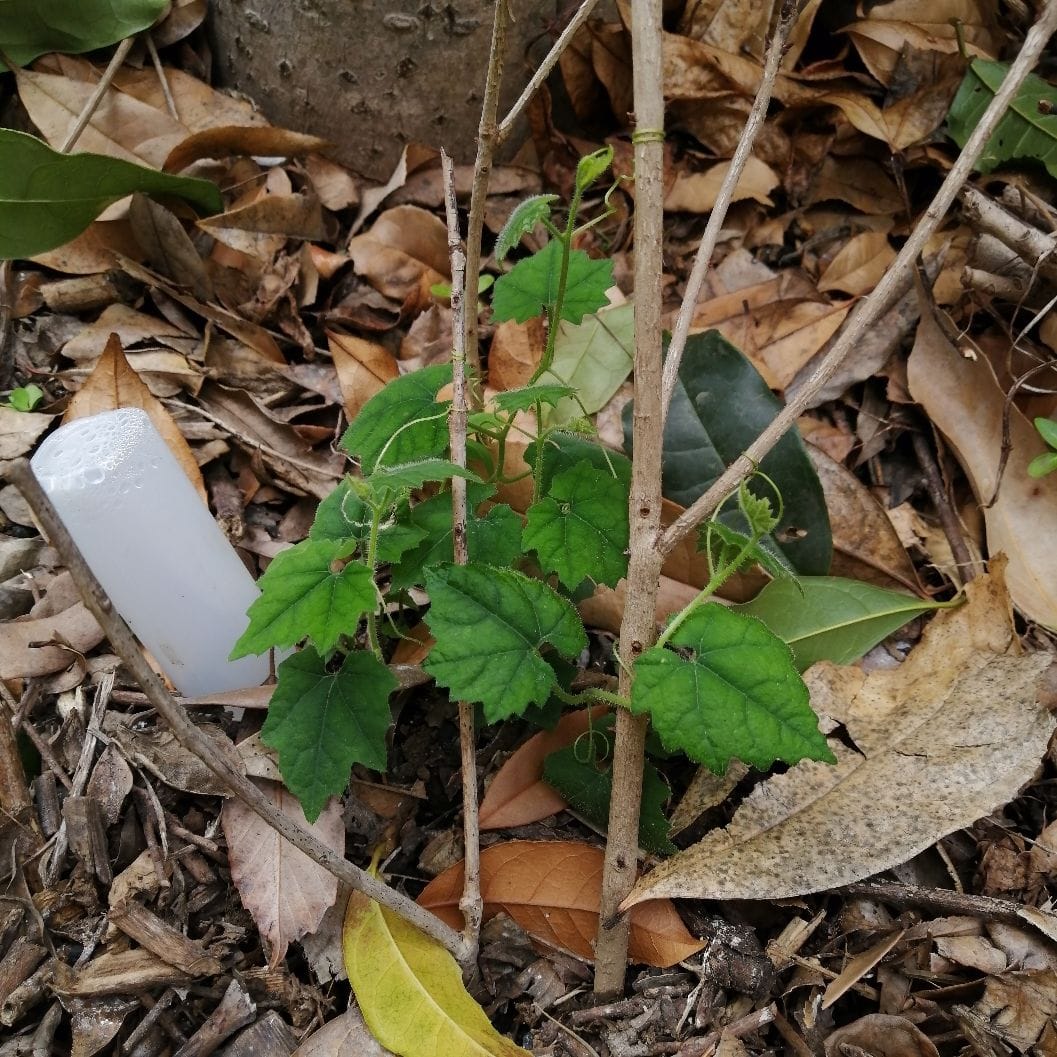 つる植物