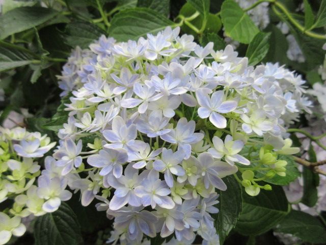 我が家の紫陽花第2弾