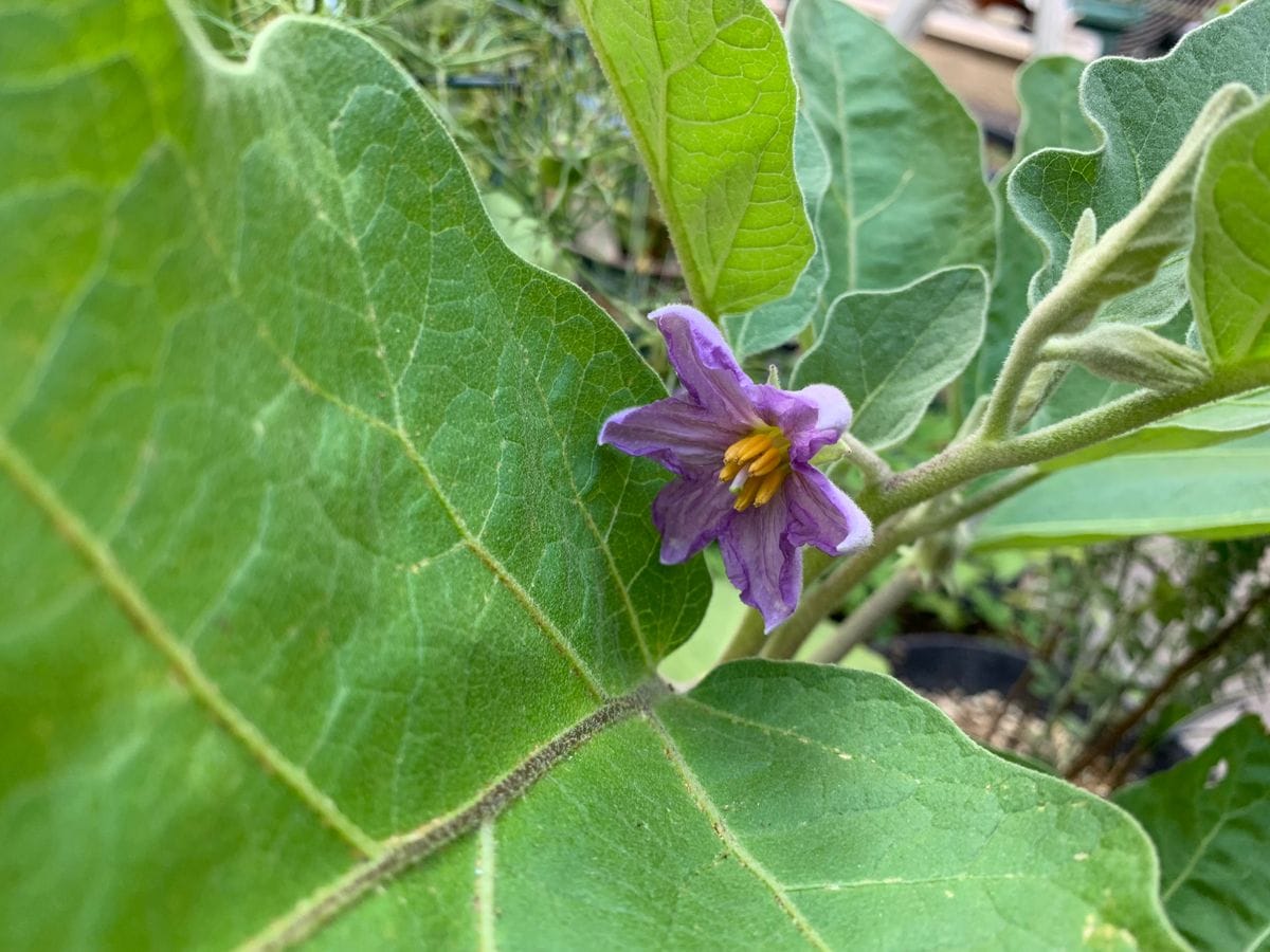 野菜のお花