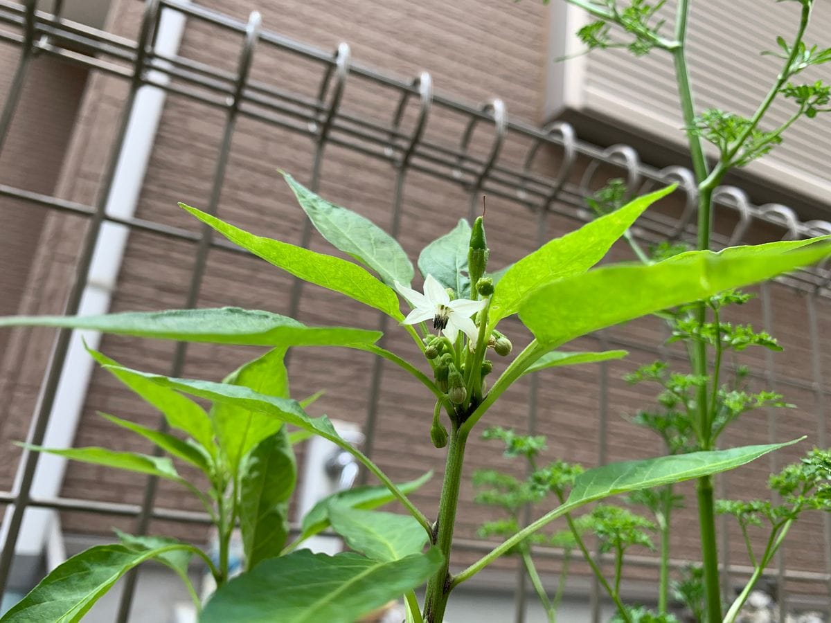 野菜のお花