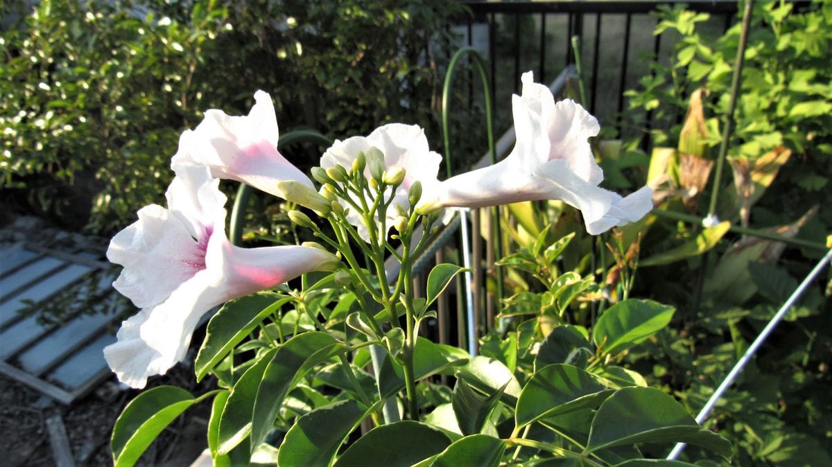 今年の初花-パンドレア