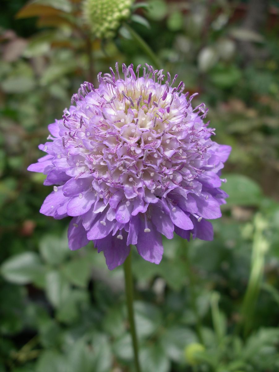 夏の花01　と作業メモ