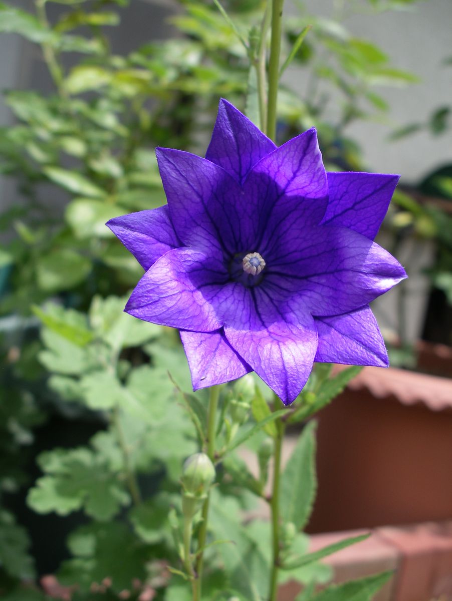 夏の花01　と作業メモ